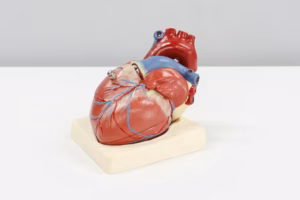 Mejores cirujanos cardiotorácicos en la India